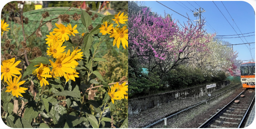 左右两格拼图的成品：左边是黄色花朵与绿叶，右边是盛开的桃花、电线和一辆橙色列车，两格都是方形