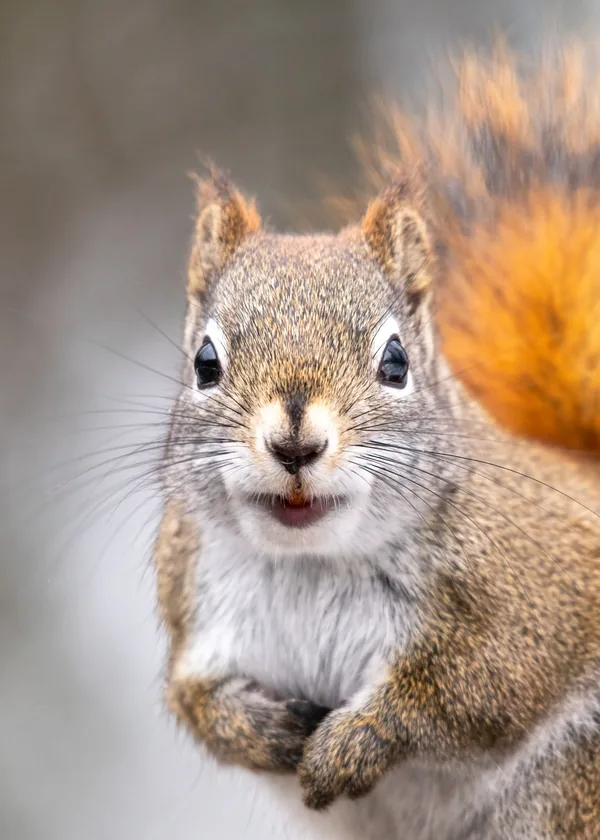Before: a close-up photo of a red squirrel with an orange bushy tail
