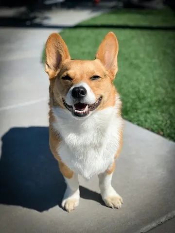 A photo of a corgi standing on a paved path and smiling