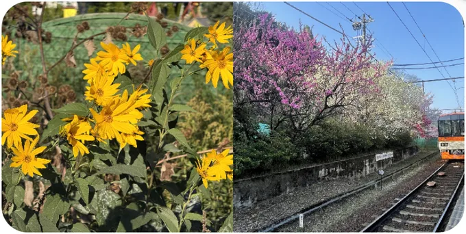 pixforge拼图工具生成的结果：左边是黄色花朵，右边是铁轨旁盛开的桃花，两张照片左右拼成一张